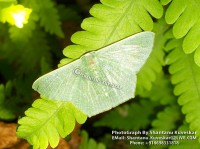 /album/moths/moth-4-photograph-by-shantanu-kuveskar-jpg/